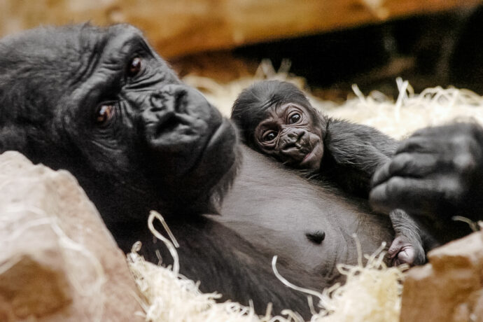 Zoo Praha © Archiv Zoo Praha