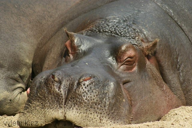 Zoologická zahrada Praha Troja
