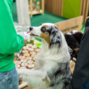 Veletrh FOR PETS v Praze: ráj pro milovníky zvířat