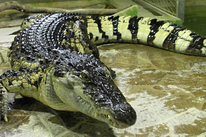Krokodýlí ochranná farma a ZOO Protivín je unikátní podívanou na jihu Čech