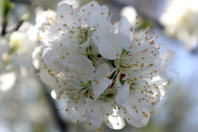 Čermákovy sady. Foto: © JA2020, Pixabay