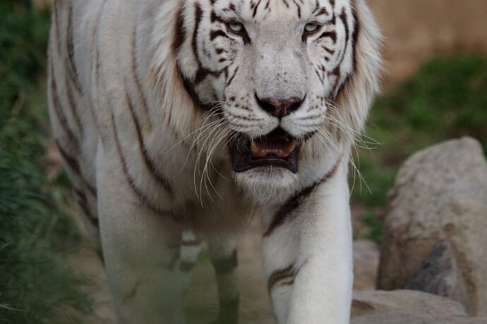 Zoo Dvorec se specializuje na velké kočkovité šelmy