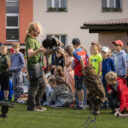 Školní výlet na hrad Švihov se sokolníkem