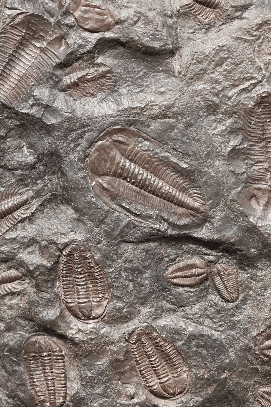 Chcete se stát paleontologem? Přijeďte do HistoryParku Ledčice
