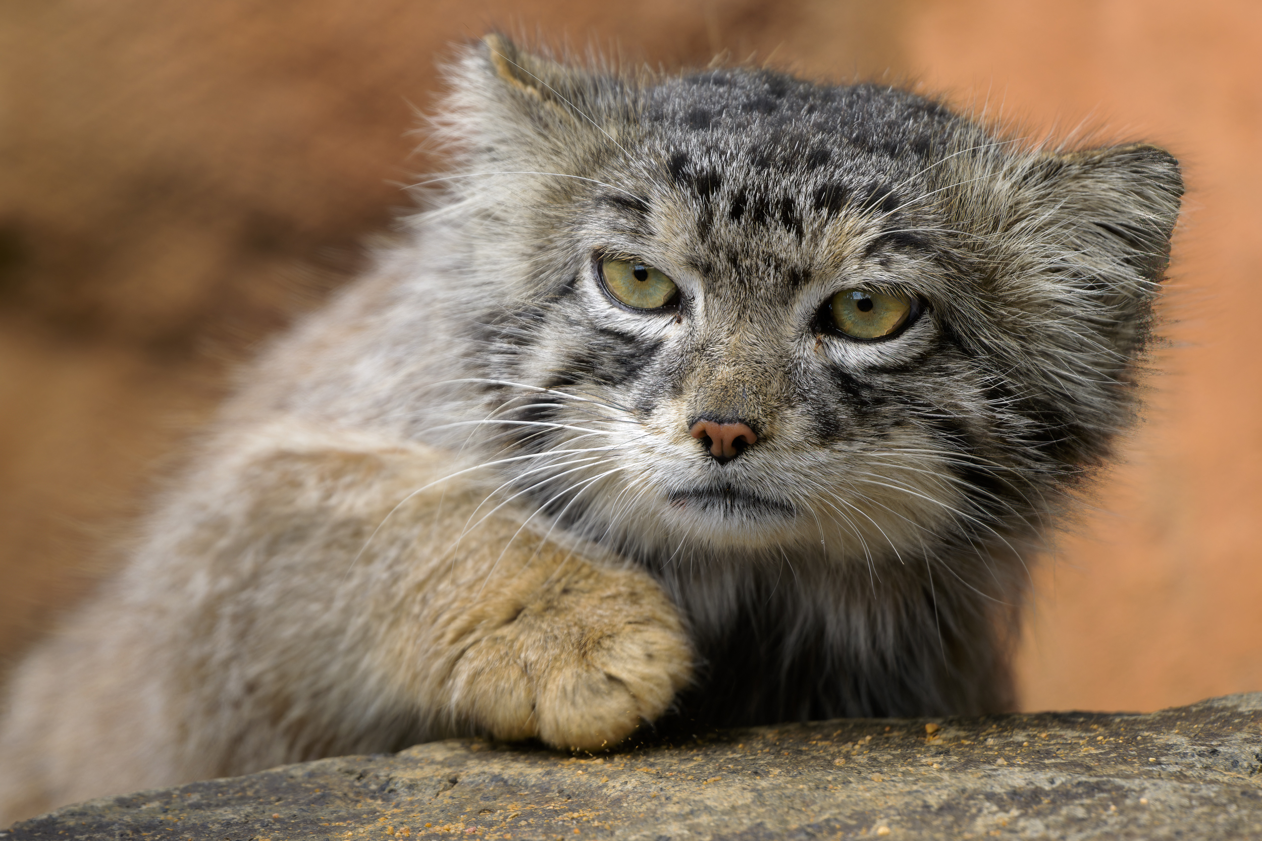 Foto © Zoo Praha